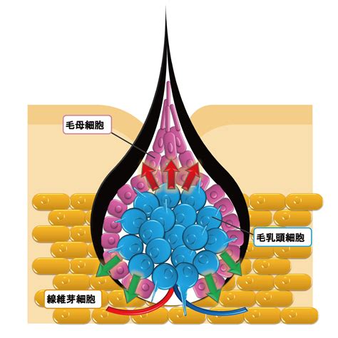 乳頭生毛